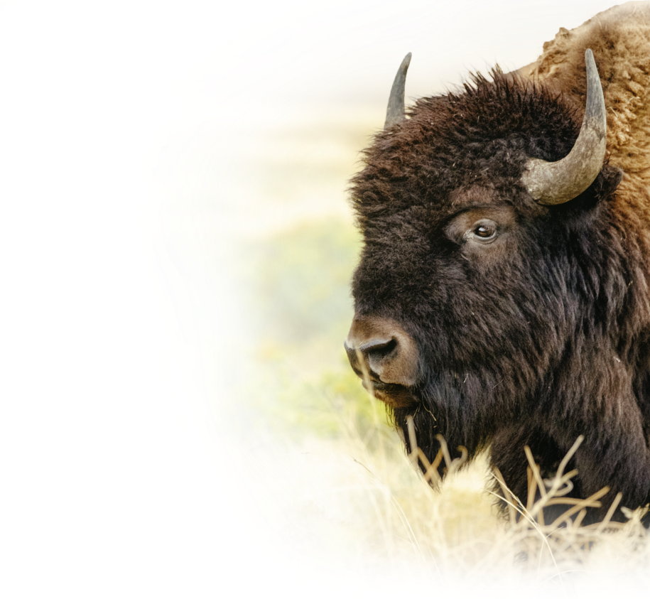 A bison with brown fur and curved horns in a grassy field.