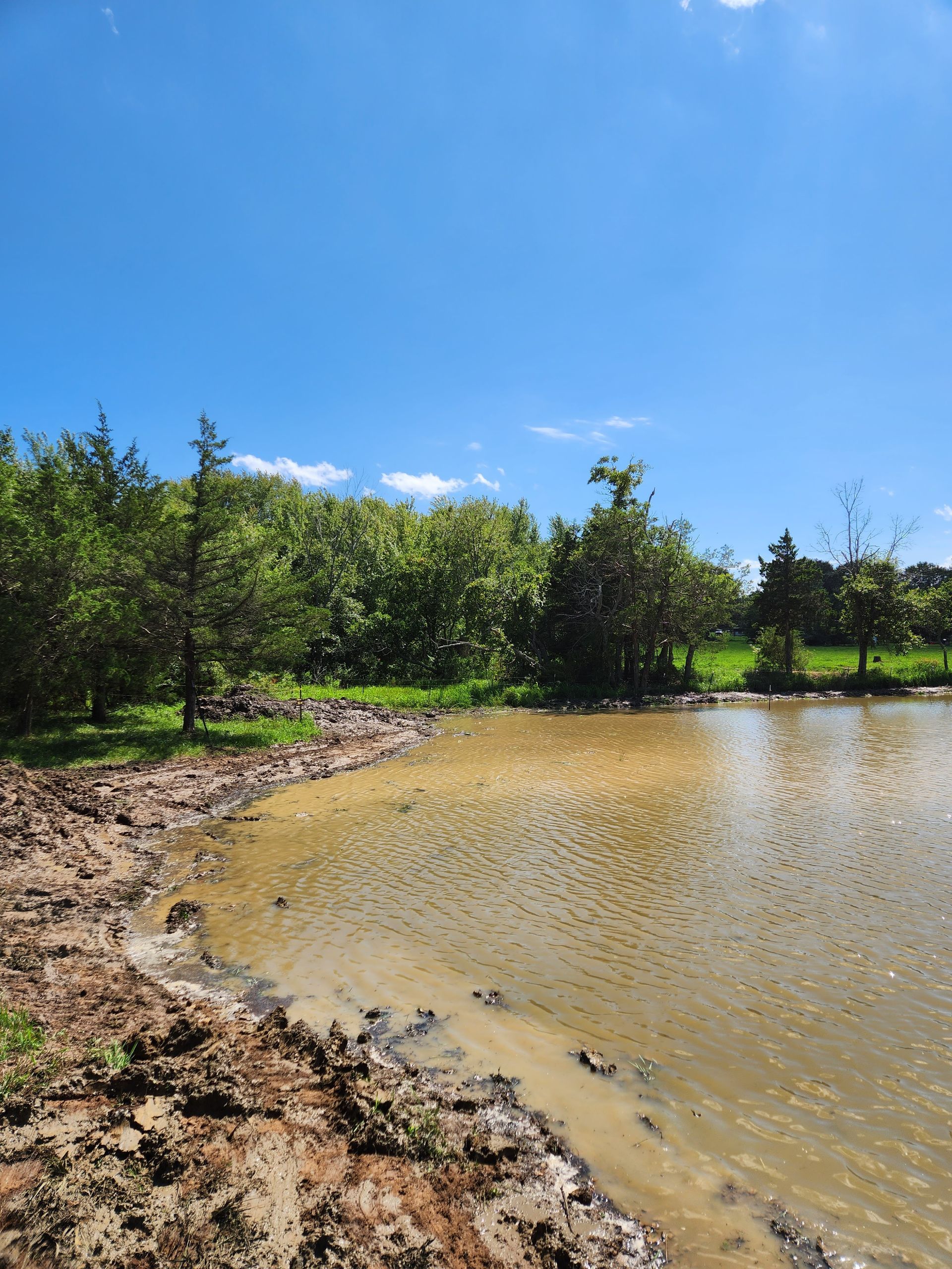 A muddy pond surrounded by trees on a sunny day