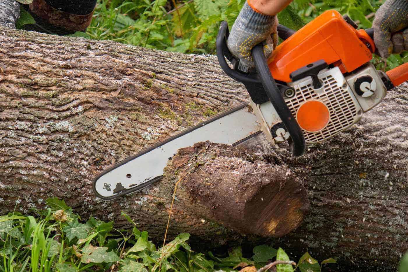 A person is cutting a tree with a chainsaw.