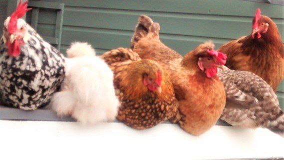 Hen