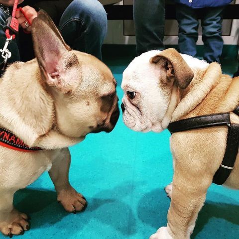 Bulldogue e bulldog
