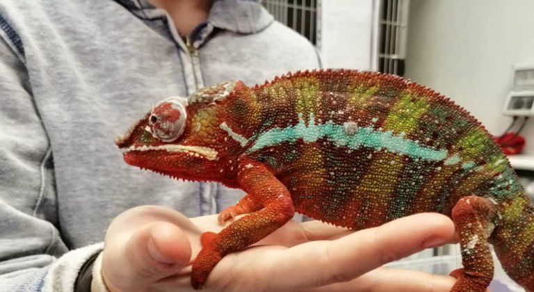 Animali non convenzionali