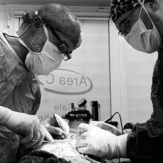 pronto soccorso veterinario