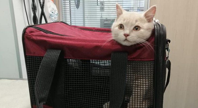 Gatto in trasportino