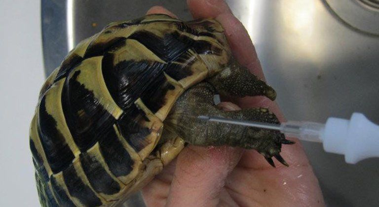 Microchip tartarughe