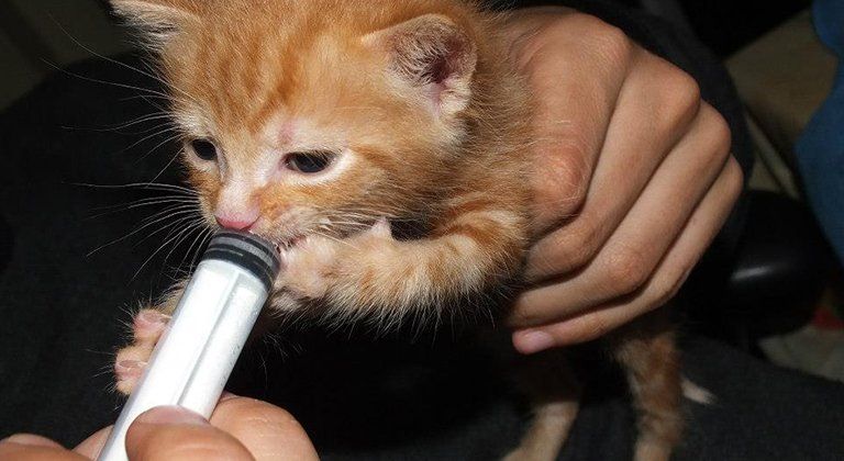 Dispensazione farmaci