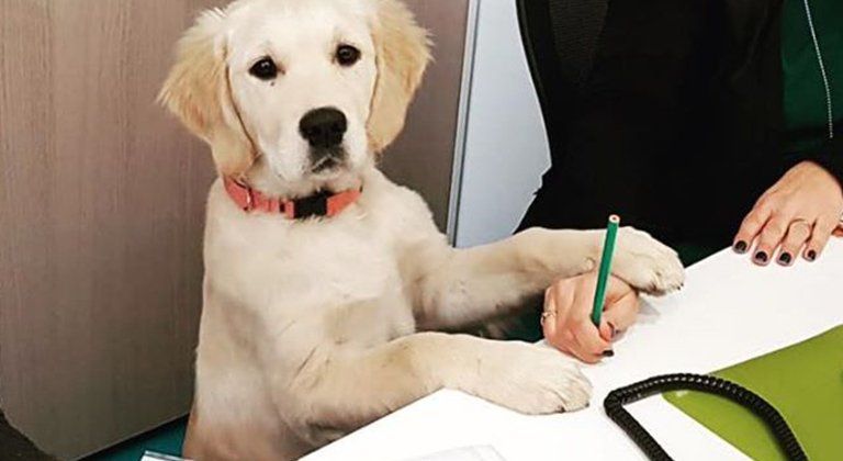 Cucciolo golden retriever