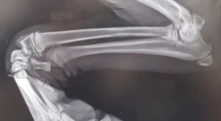 Diagnostica per immagini