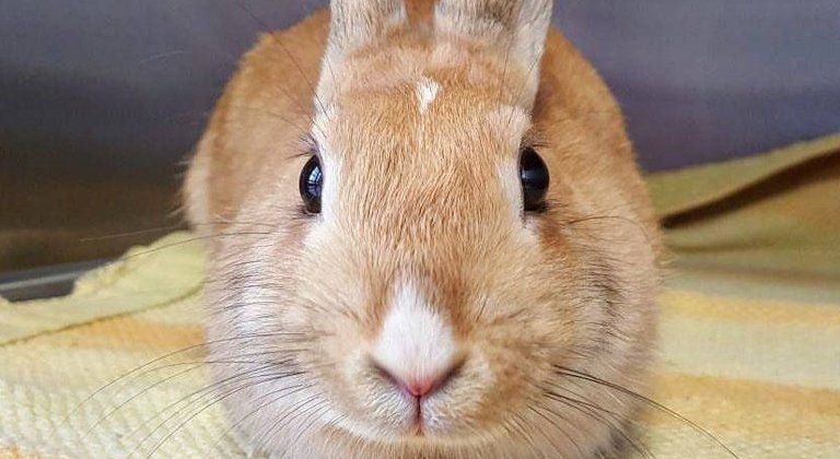 coniglio domestico