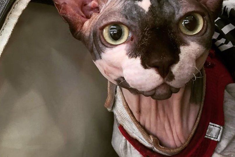Sphynx