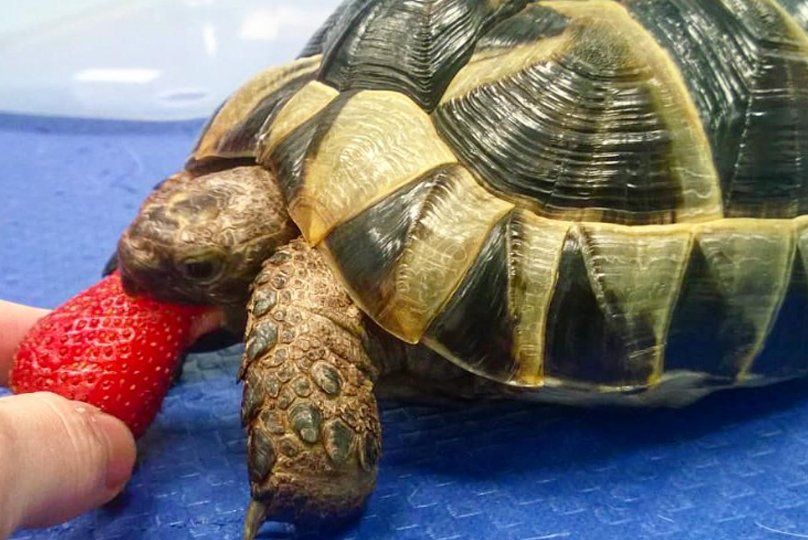 Tartaruga che mangia fragola