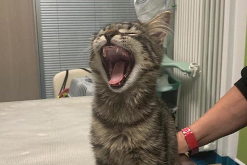 Gatto con bocca aperta