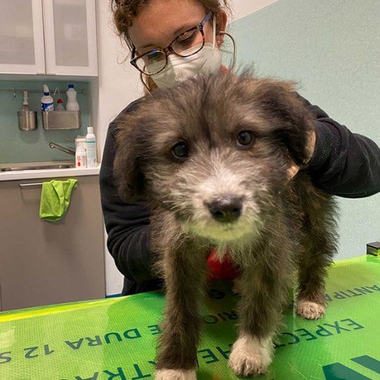 Profilassi Filaria Torino