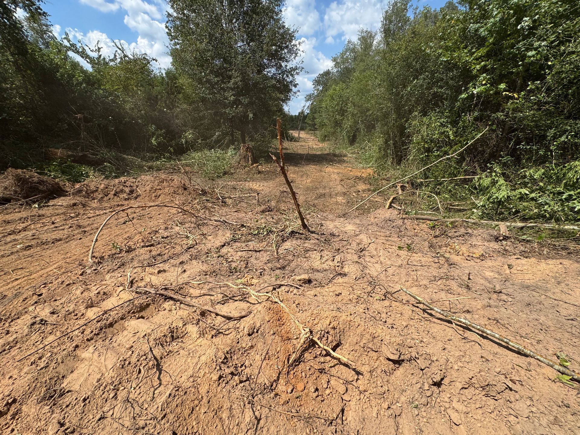 Dirt path cut through trees, with debris on the ground and foliage on either side under a blue sky.