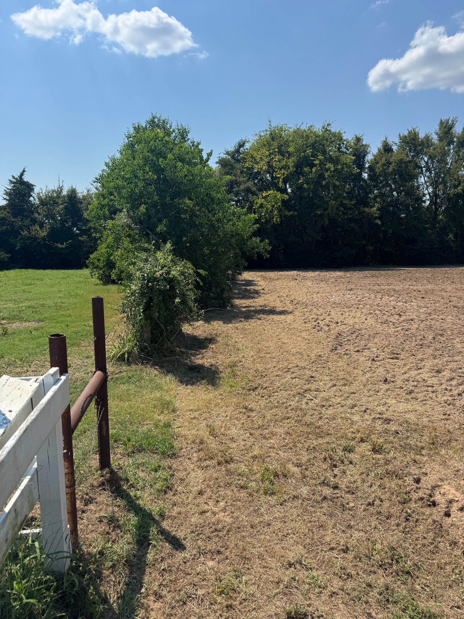 A field bordered by a fence and bushes, with a bright blue sky overhead.