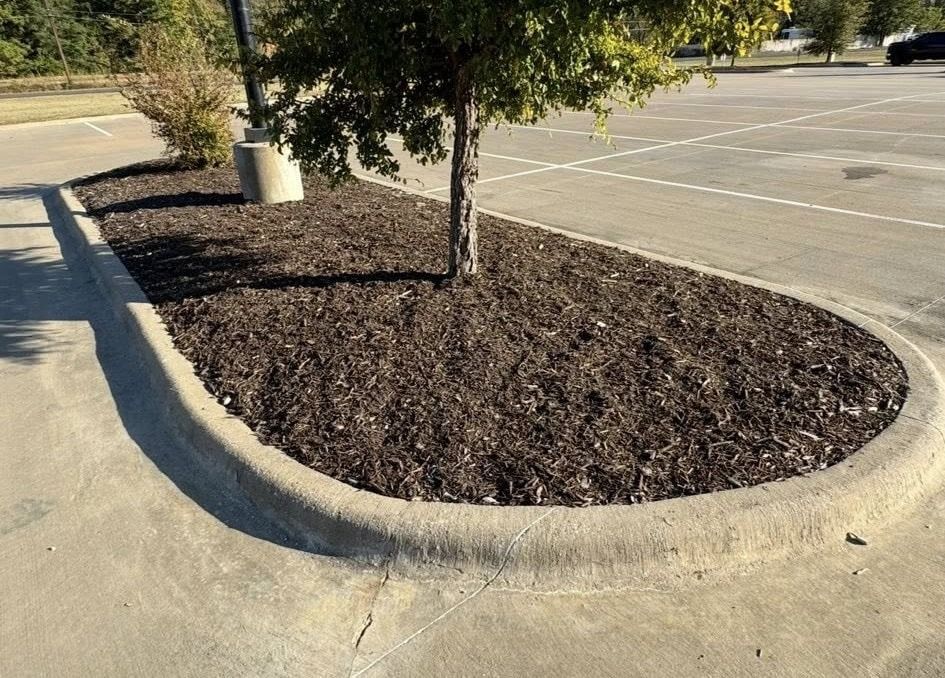 Tree and dark mulch in a concrete curb bed within a parking lot.
