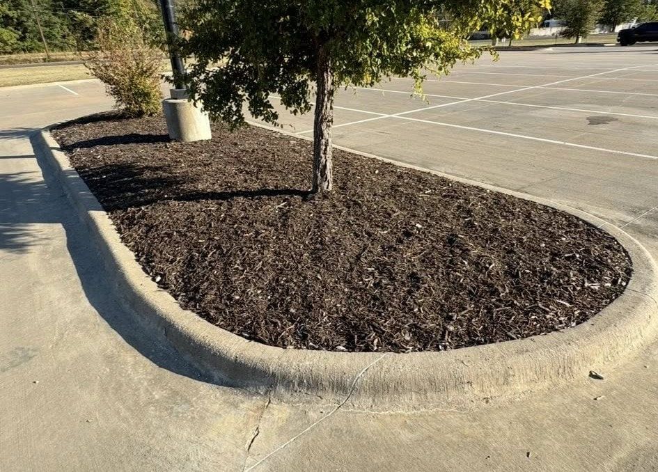 A tree in a landscaped bed, surrounded by a concrete curb, in a parking lot.