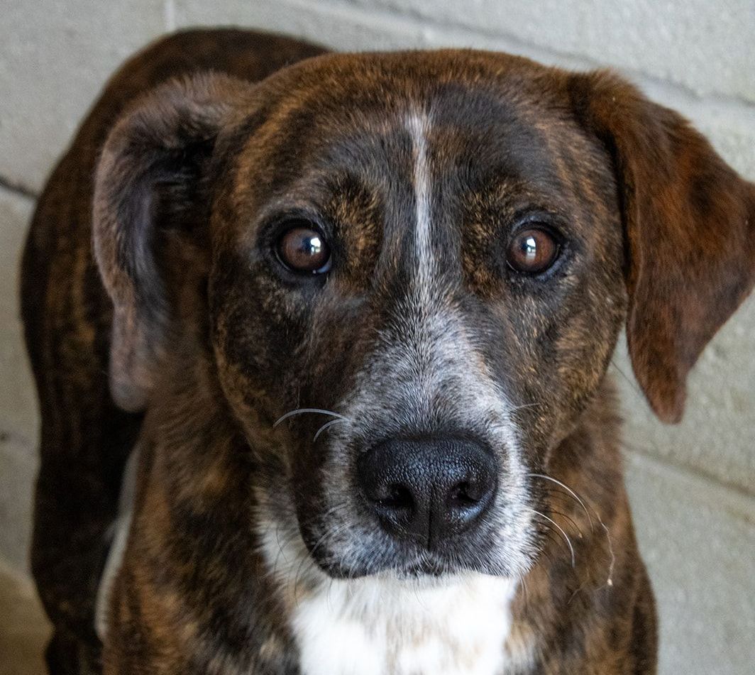 a close up of a brown and white dog looking at the camera
