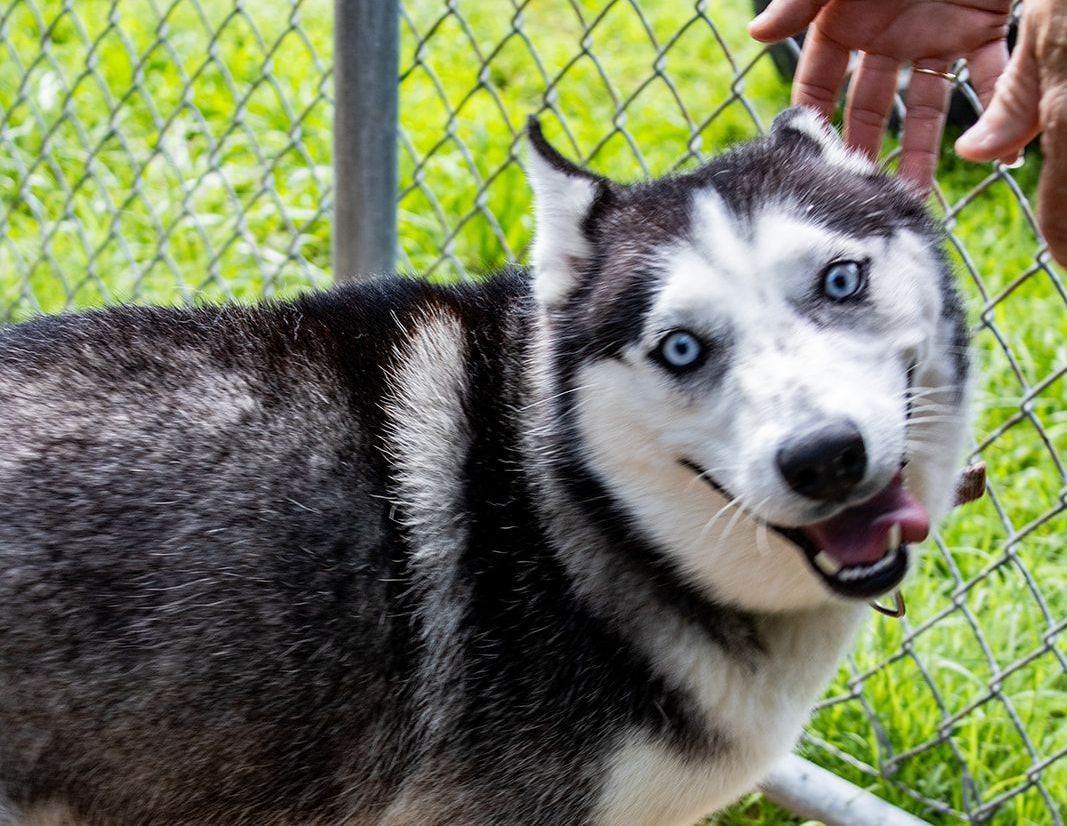 a husky dog with blue eyes is behind a chain link fence