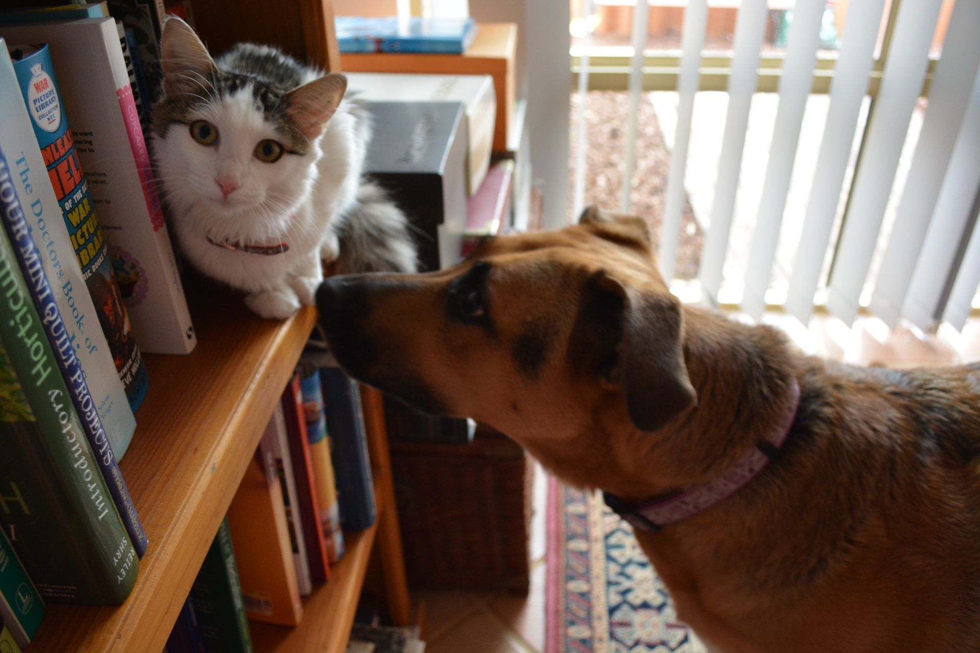 a cat and a dog are looking at books on a bookshelf one of which is titled introduction to horticulture