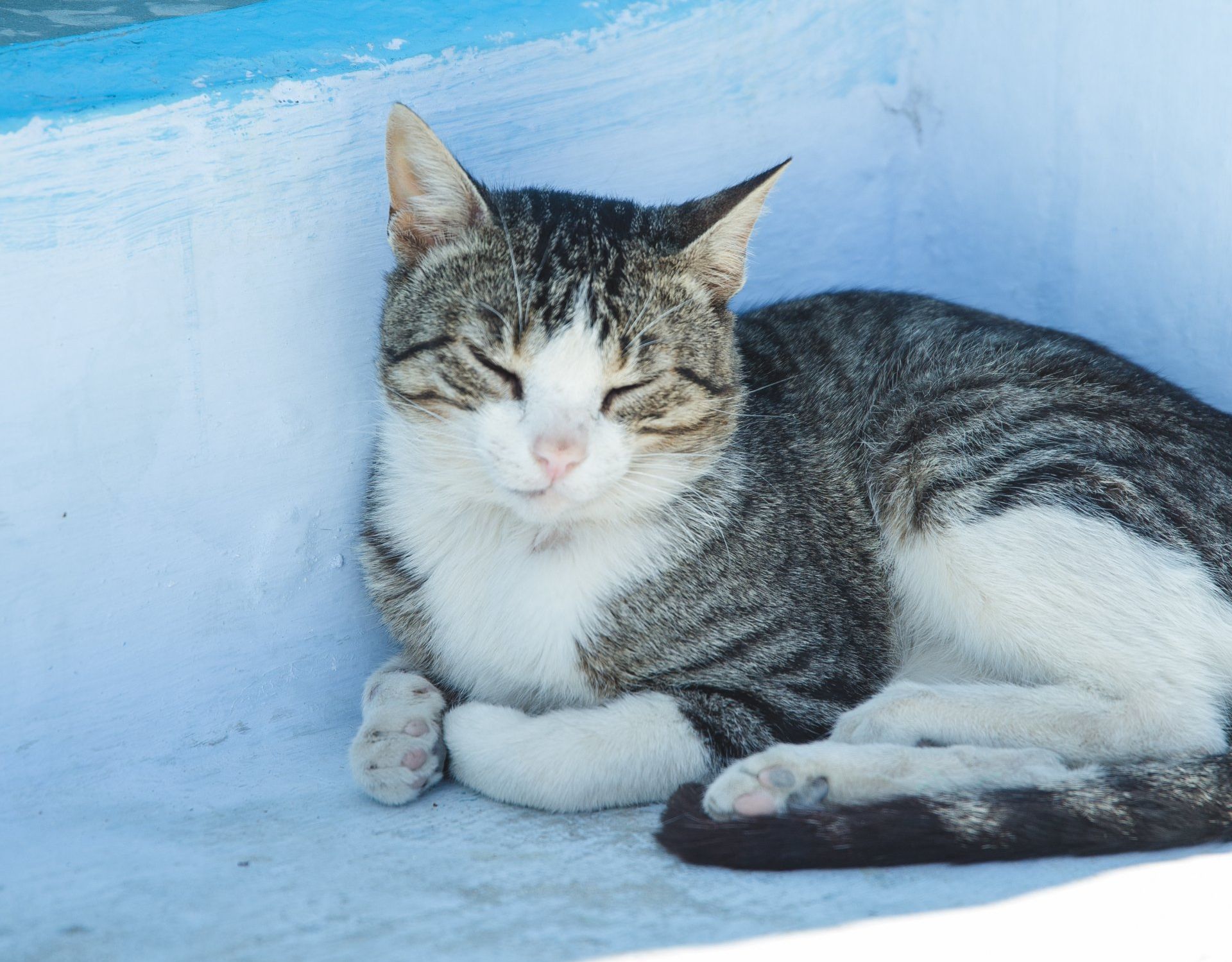 a gray and white cat laying down with its eyes closed