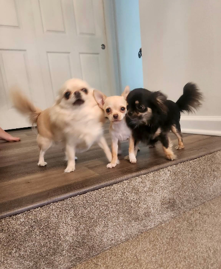 Person cleaning a stained rug with a wet cloth.