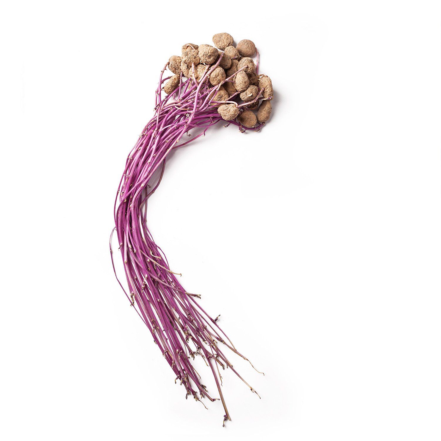 Aardappelen, uitgesproten, aardappelwortelen