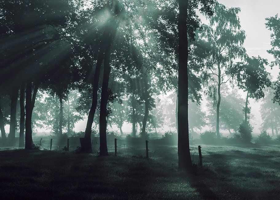 Morning dew Westerkwartier