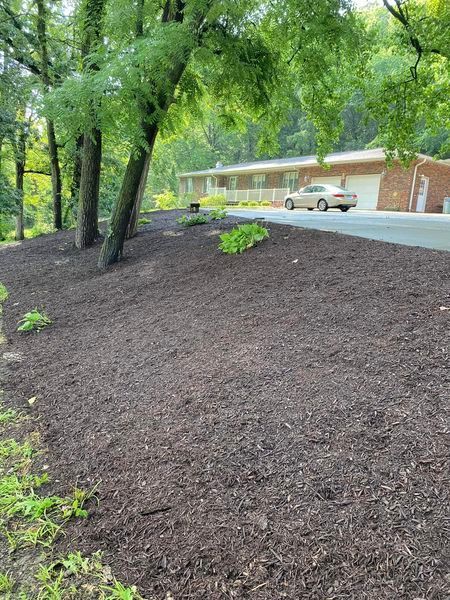 A house with a car parked in front of it is surrounded by trees and mulch.