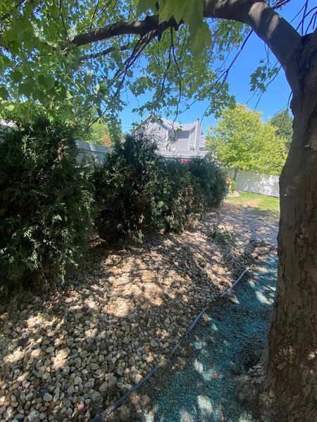 A tree in the middle of a rocky yard with a house in the background.