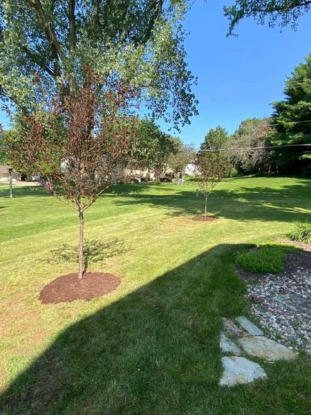 A lush green lawn with a tree in the middle of it.