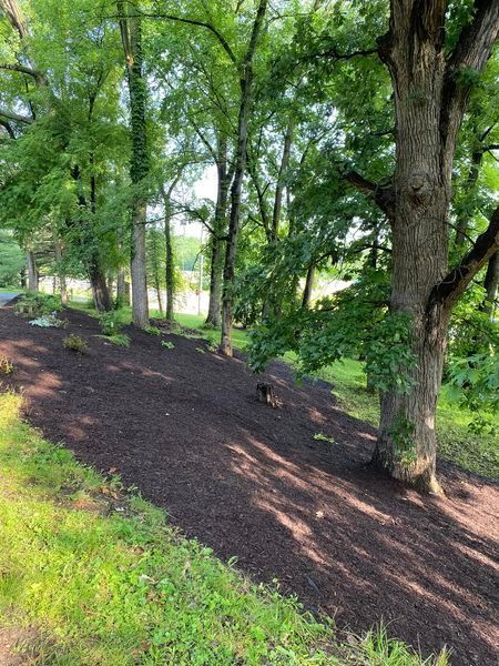 A slope covered in mulch and trees in a park.