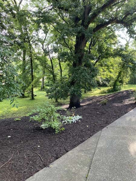A tree in the middle of a park next to a sidewalk.
