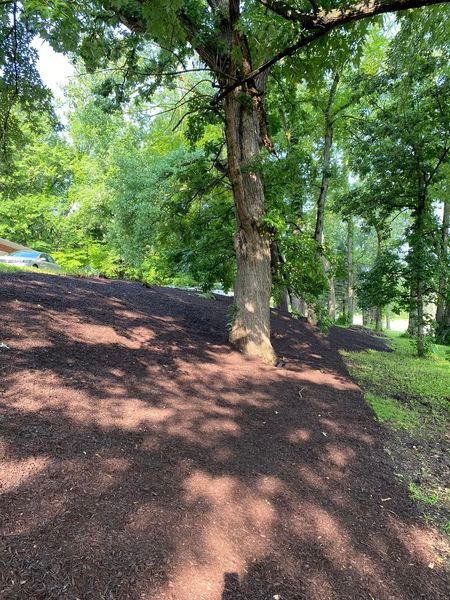 A tree is sitting on top of a hill next to a pile of mulch.
