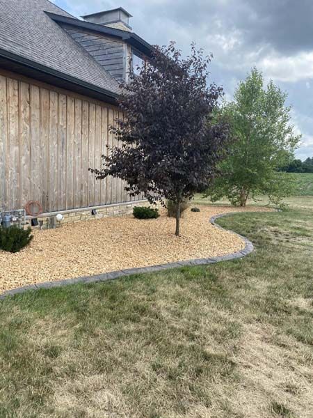 There is a tree in the middle of the yard next to a house.