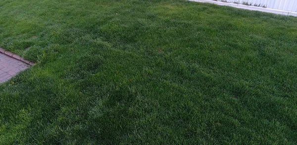A lush green lawn with a white fence in the background.