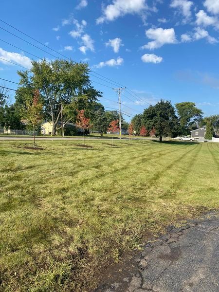 A lush green field with trees and power lines in the background.