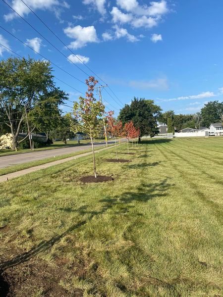 A row of trees in a lush green field next to a street.
