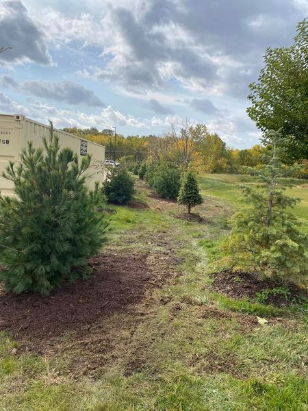 A row of christmas trees in a field with a house in the background.