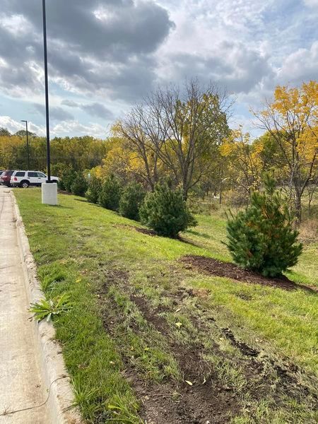 A row of trees are growing on the side of a road.