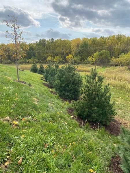 A row of trees growing on a grassy hillside in a field.