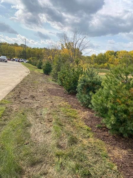 A row of pine trees along a road next to a parking lot.