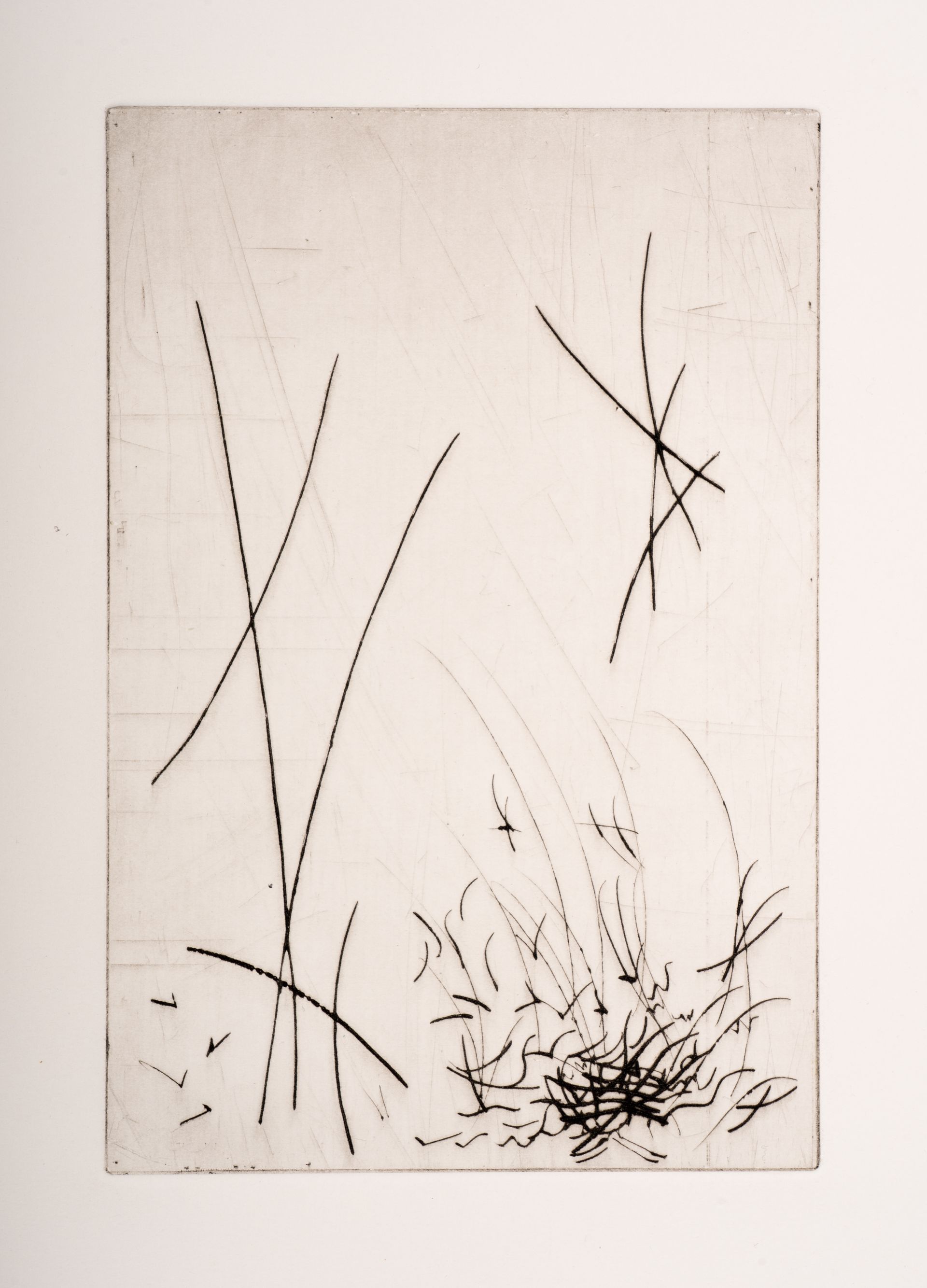 A black and white drawing of a plant with a star in the middle