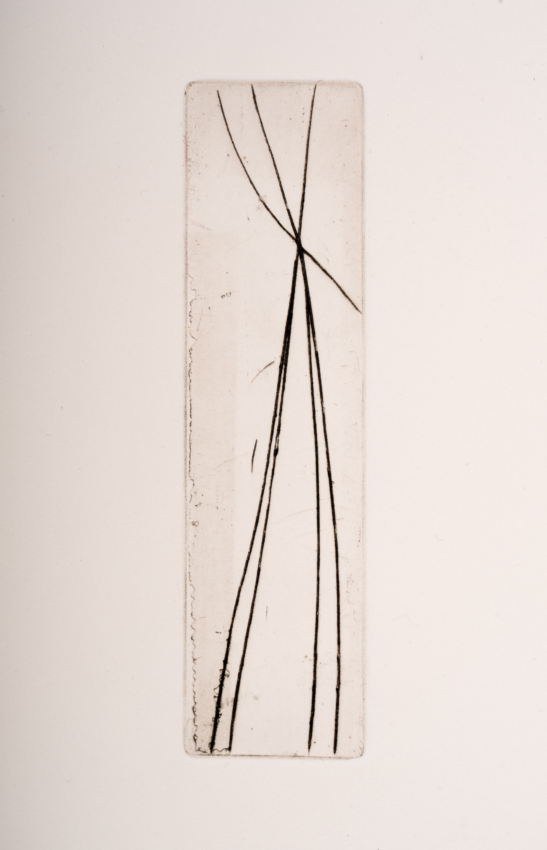 A black and white drawing of a plant on a white background