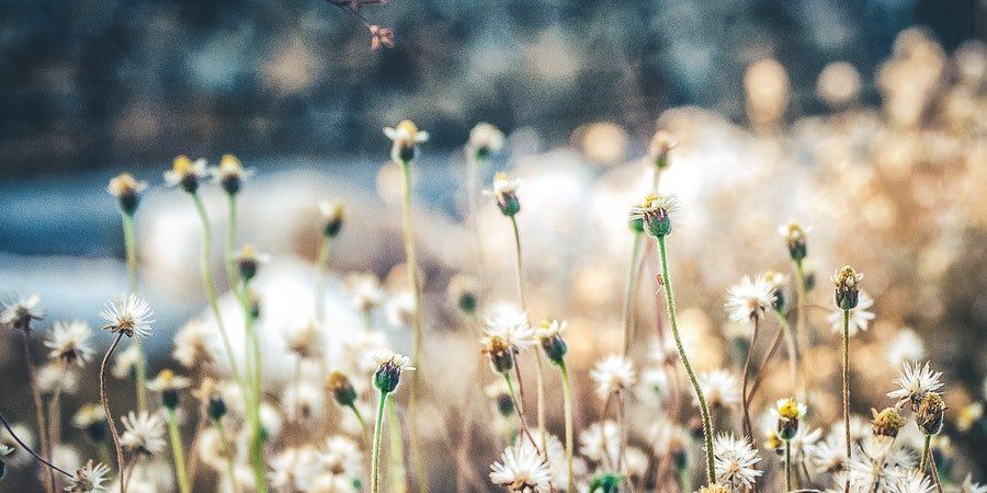 Soft-focus wildflowers with delicate white and yellow blooms in a sunlit meadow
