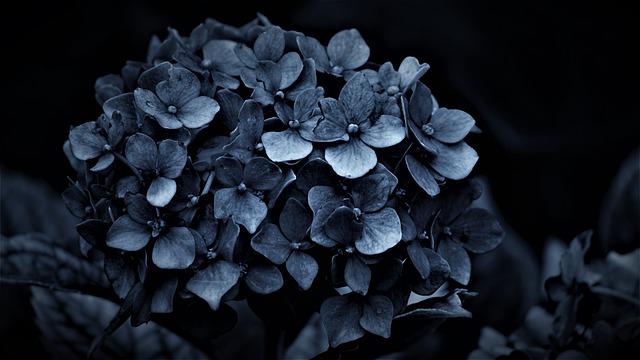 Dark blue hydrangea blossoms in close-up against a dark background