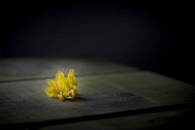 Yellow flower on a dark surface, softly lit against a black background