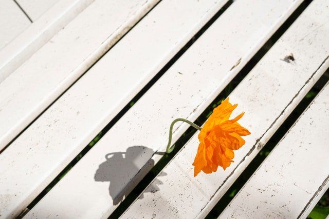 Orange flower on a white wooden table, with a shadow beside it.