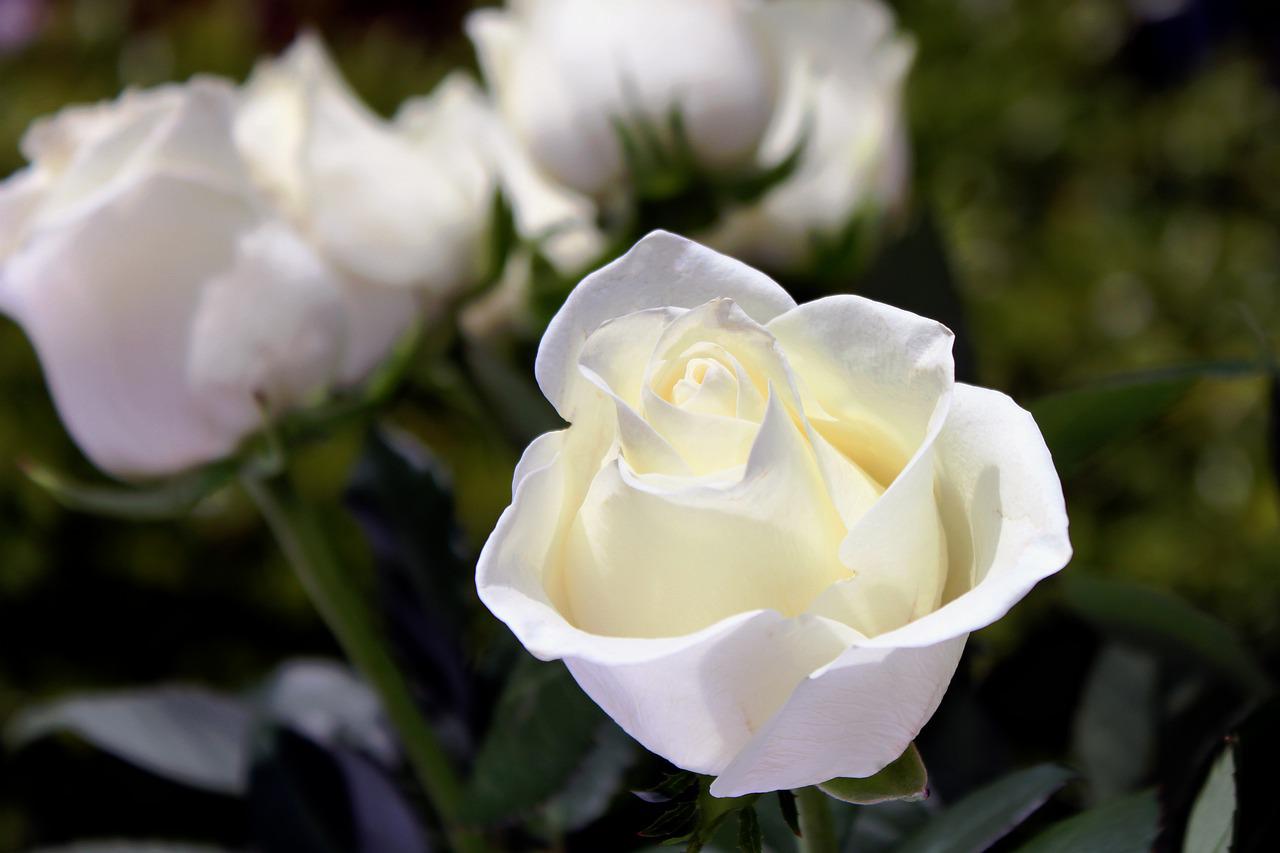 White rose blooms in soft focus with a blurred pink rose in the background