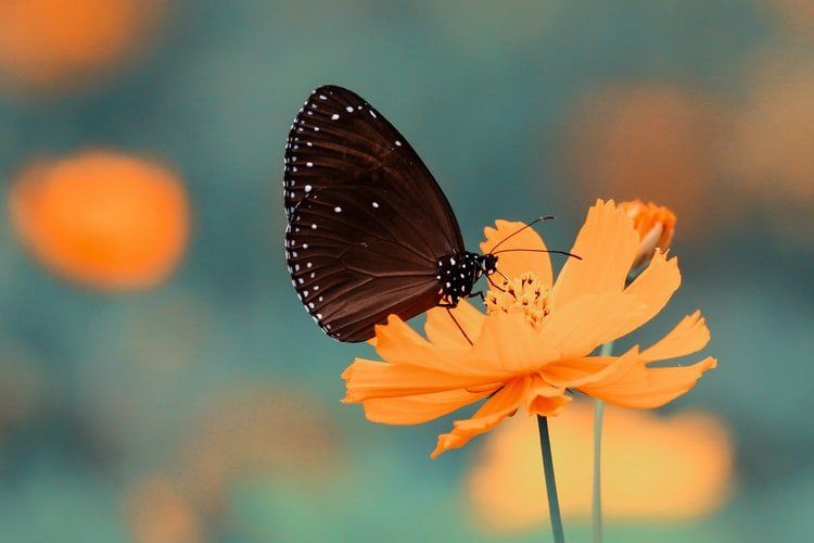 Butterfly perched on an orange flower against a soft teal background